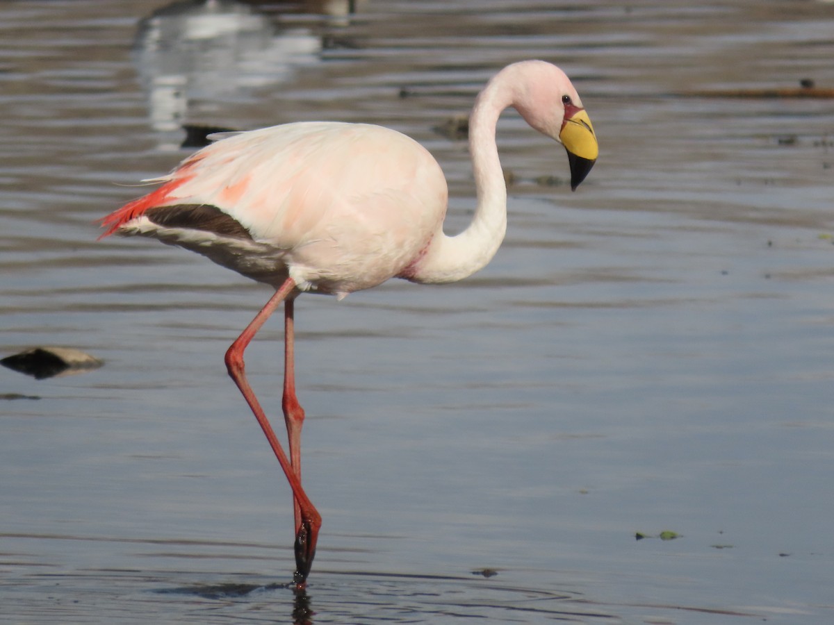 James's Flamingo - ML527625381