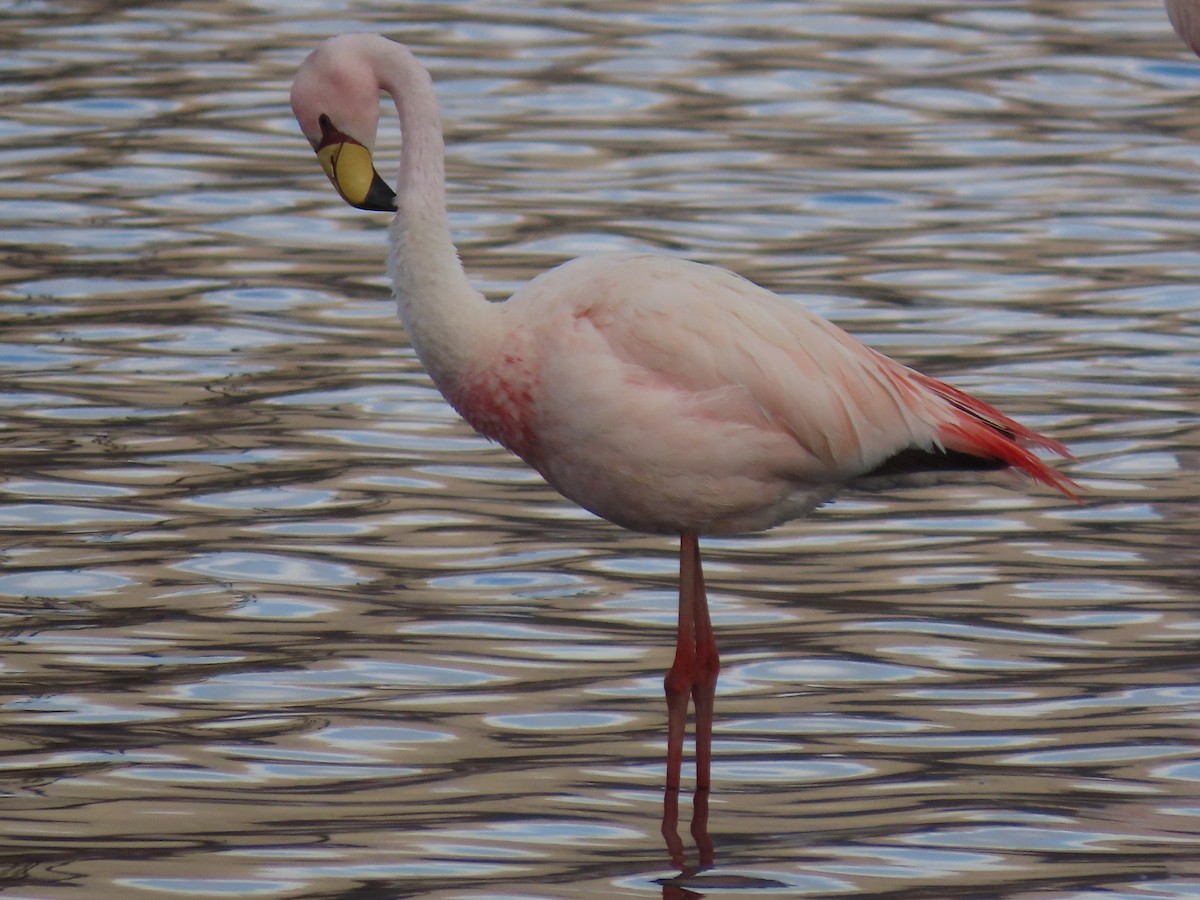 James's Flamingo - ML527625941