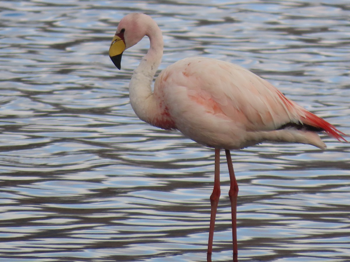 James's Flamingo - ML527626341