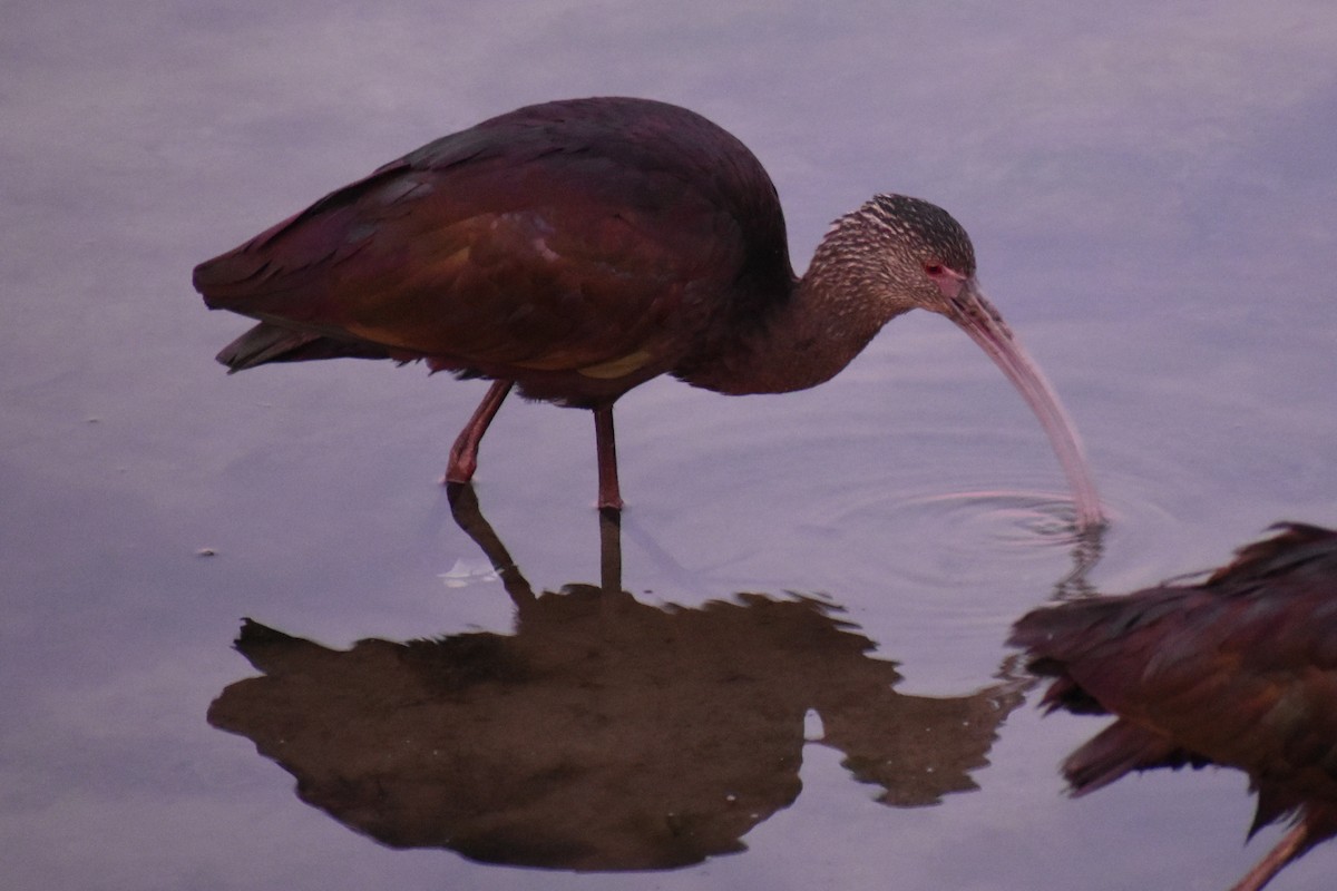 ibis americký - ML527629301
