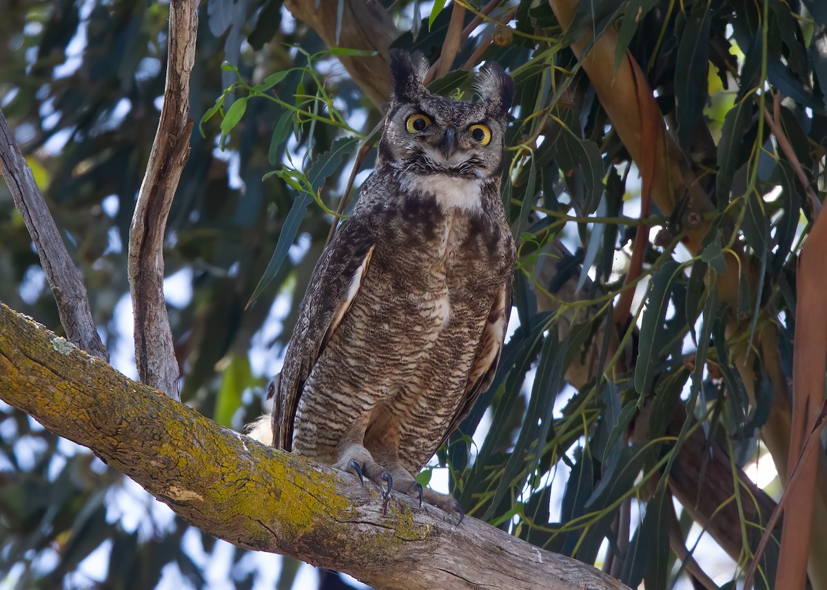 Great Horned Owl - ML527630371