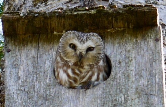Northern Saw-whet Owl - henry mann