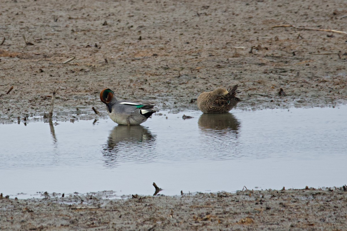 Green-winged Teal - ML527634691