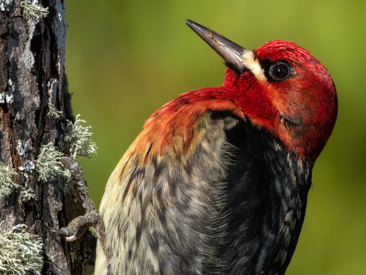 Red-breasted Sapsucker - ML527636661
