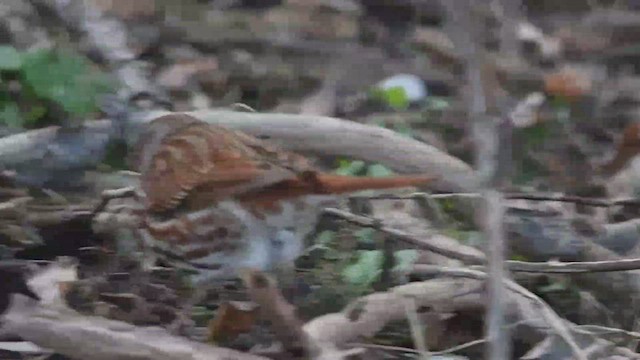 Fox Sparrow (Red) - ML527638011