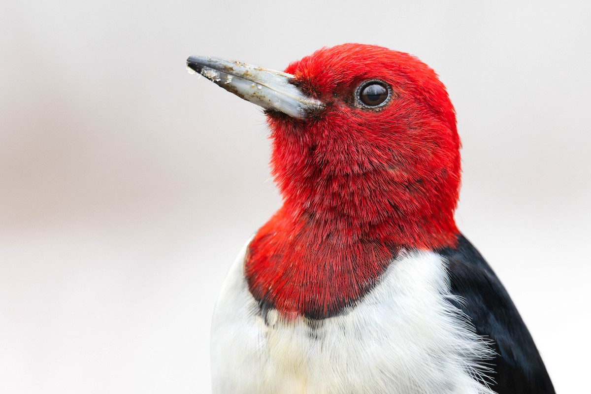 Red-headed Woodpecker - ML527641411