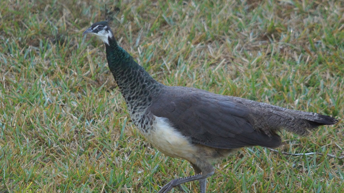 Indian Peafowl - ML527641661