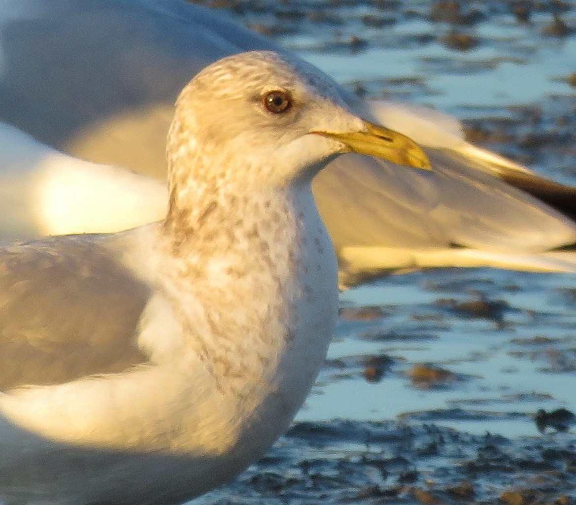 Ebird Checklist Jan Richardson Bay Belvedere Species