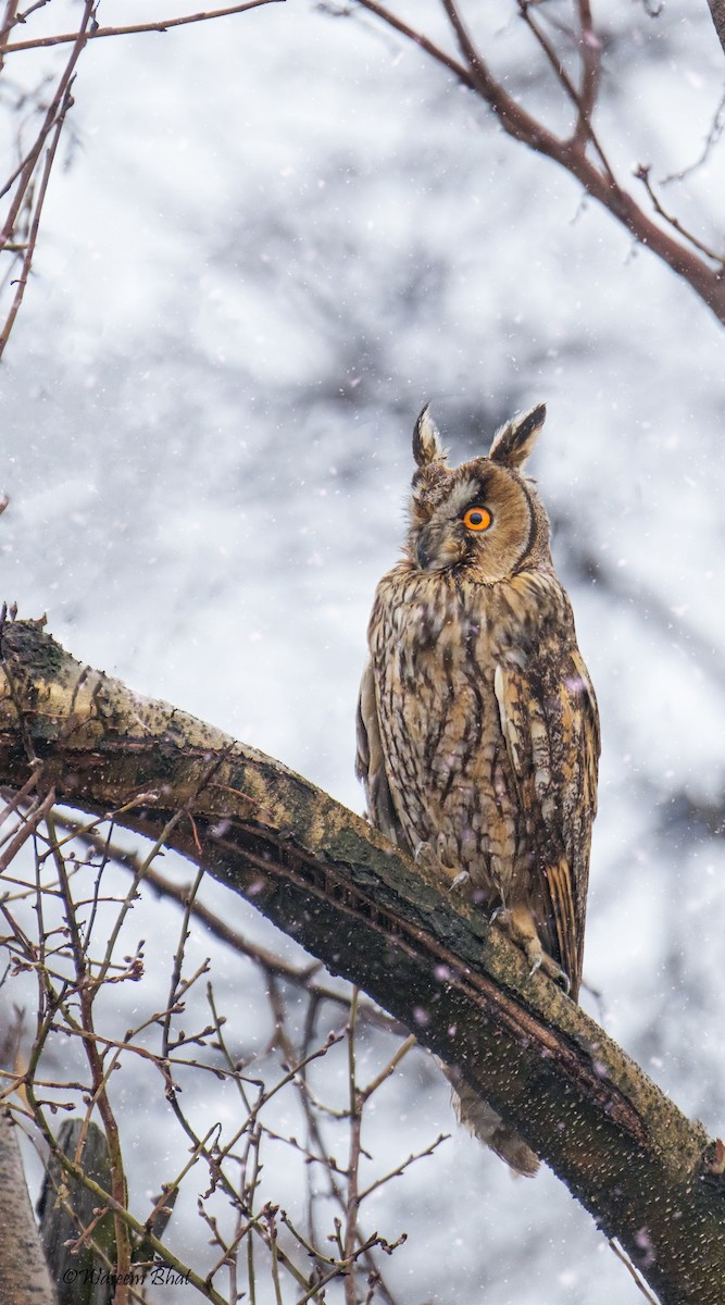 Long-eared Owl - Waseem Bhat