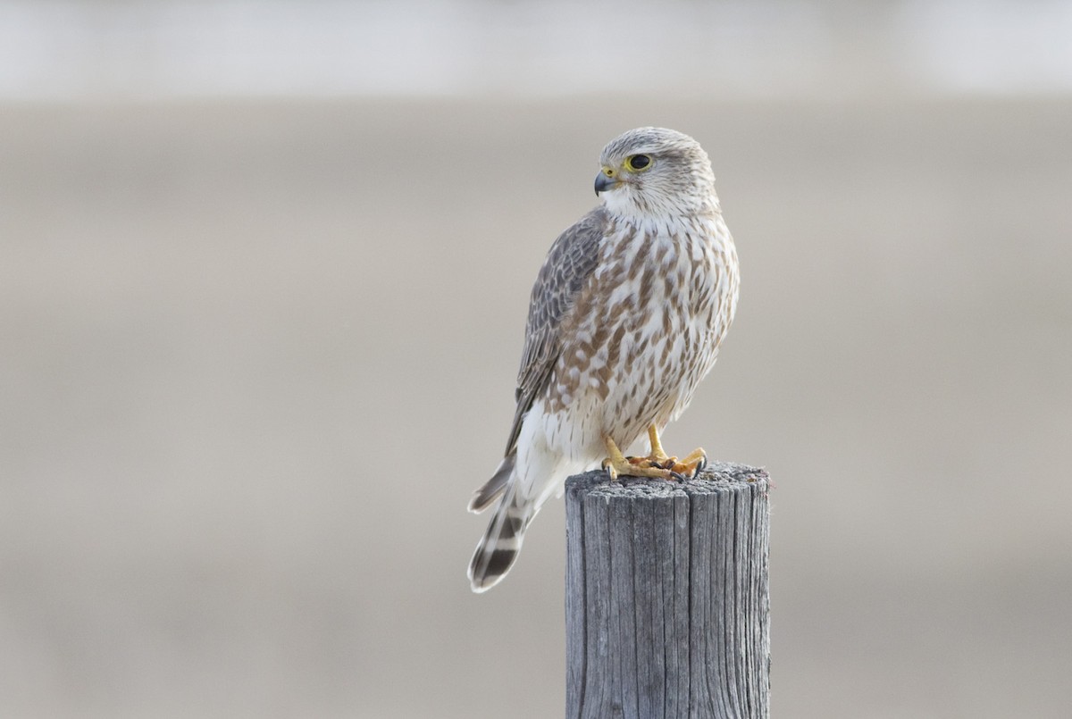 Merlin - Darren Clark