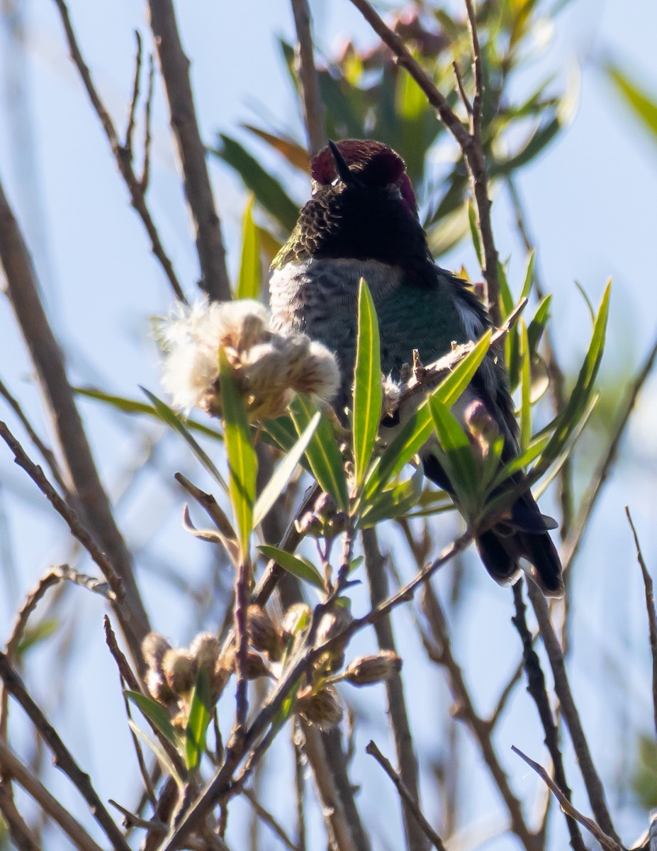 Anna's Hummingbird - ML527650351