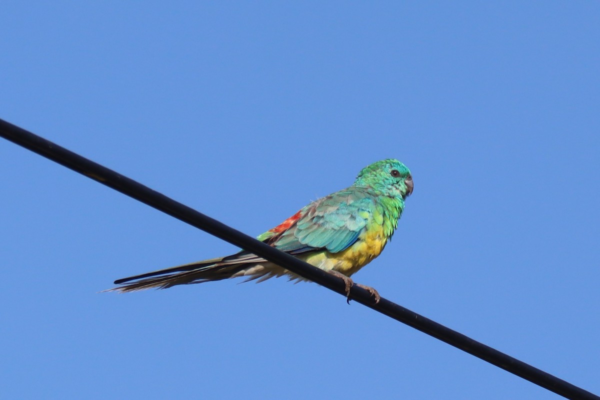 Red-rumped Parrot - ML527651561