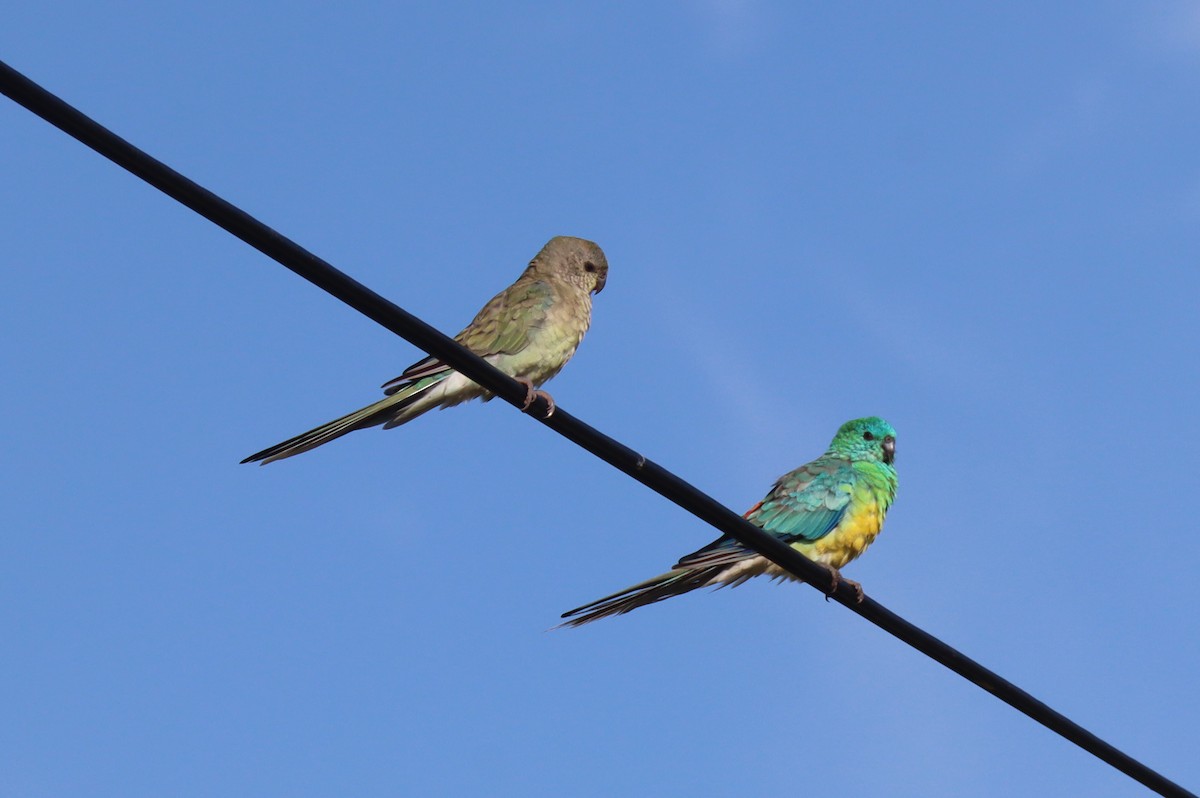 Red-rumped Parrot - ML527651571