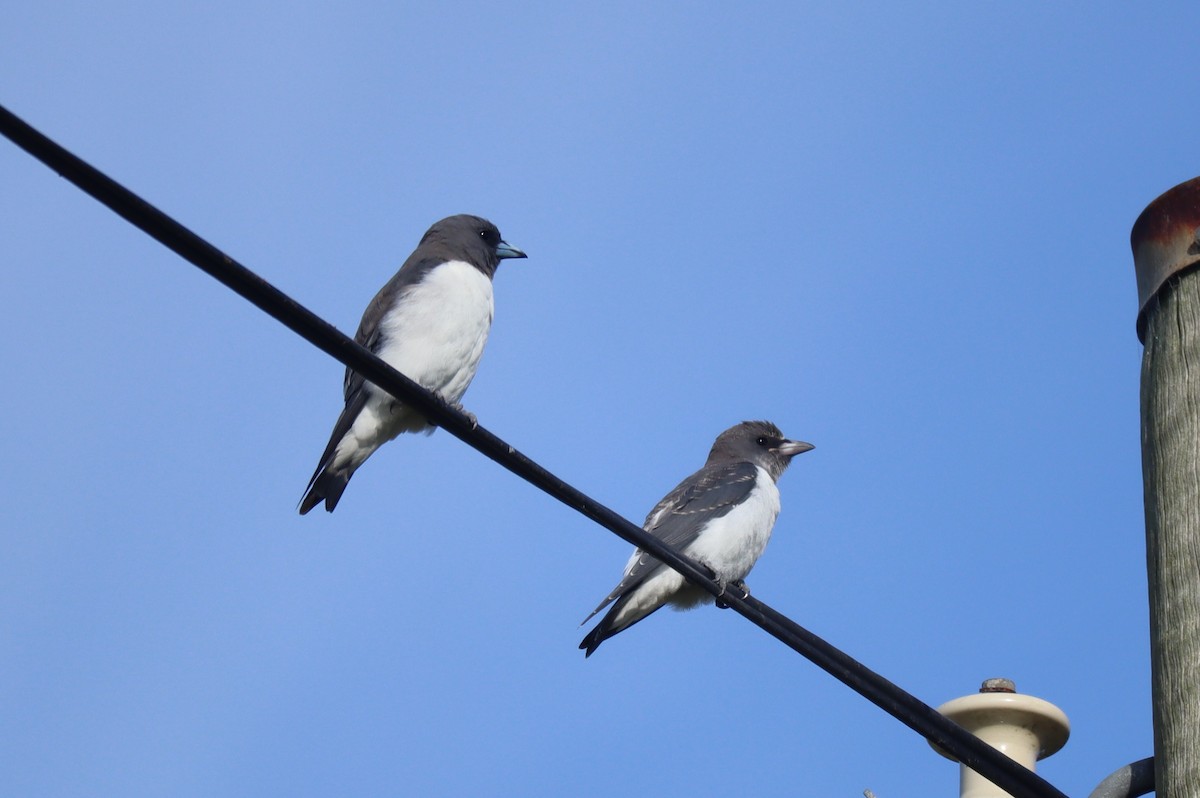 White-breasted Woodswallow - ML527651811