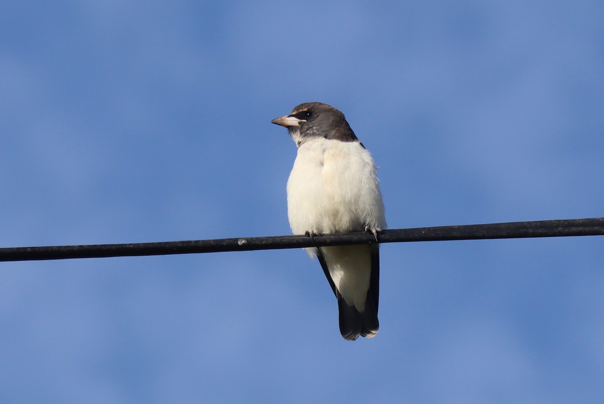 White-breasted Woodswallow - ML527651821