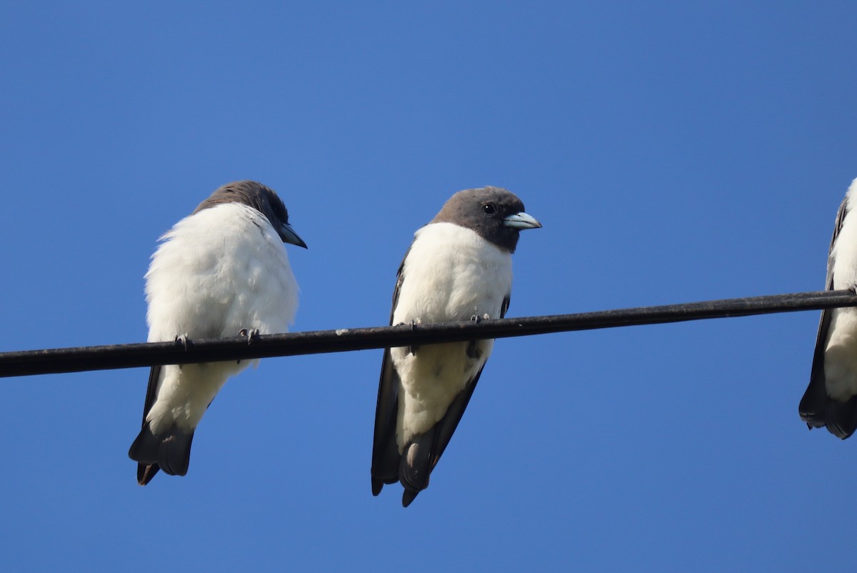 White-breasted Woodswallow - ML527651831