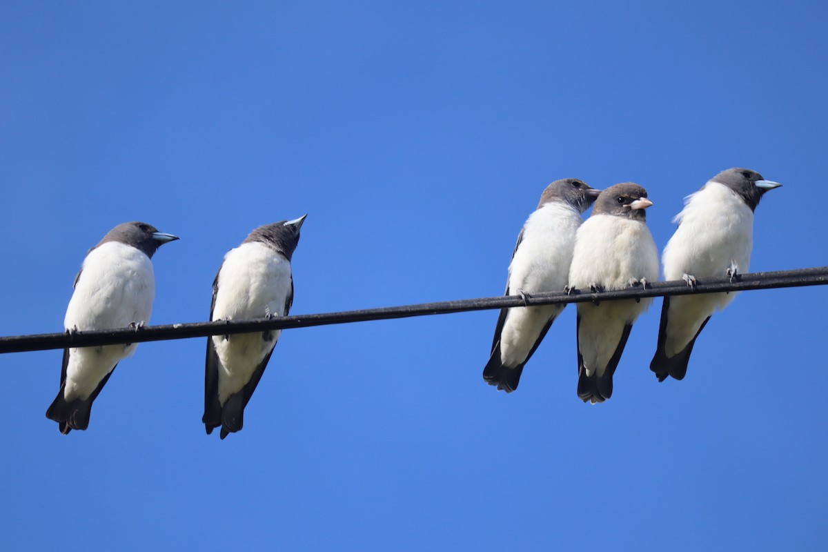 White-breasted Woodswallow - ML527651841