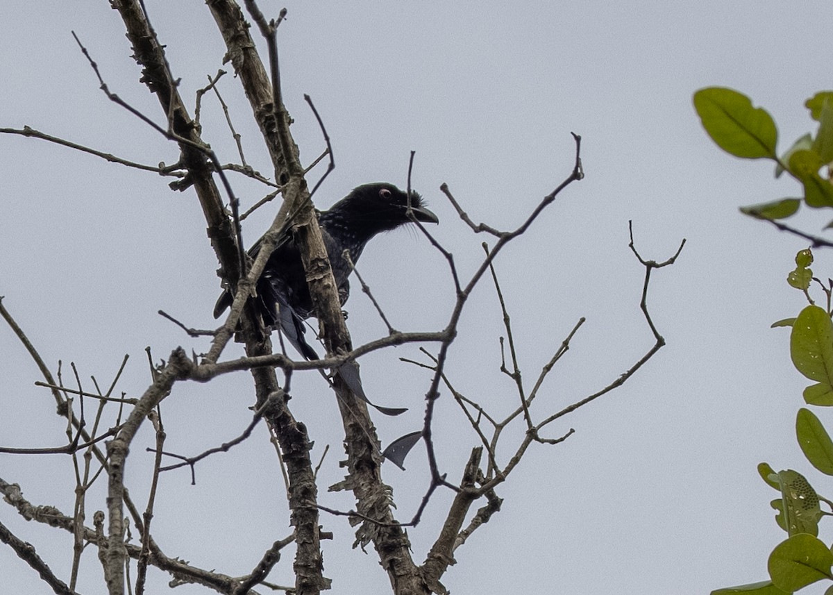 Greater Racket-tailed Drongo - ML527654961