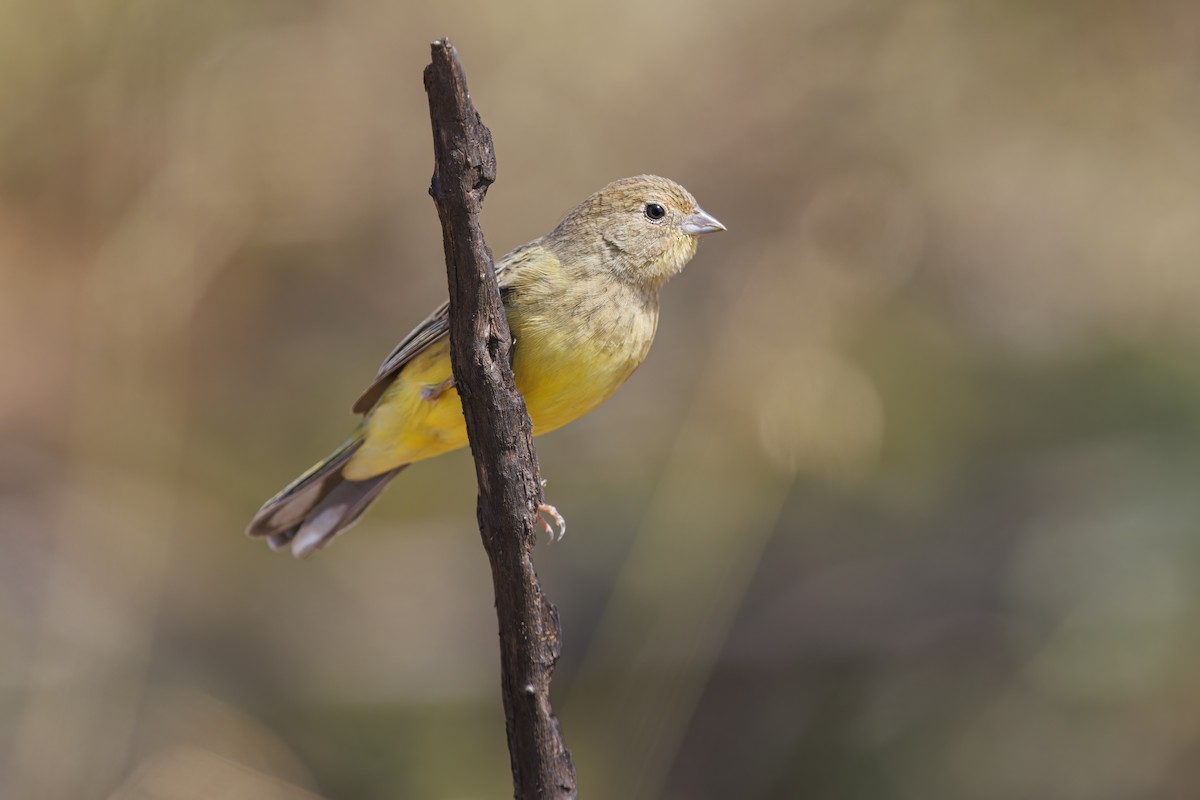 Stripe-tailed Yellow-Finch - ML527657301