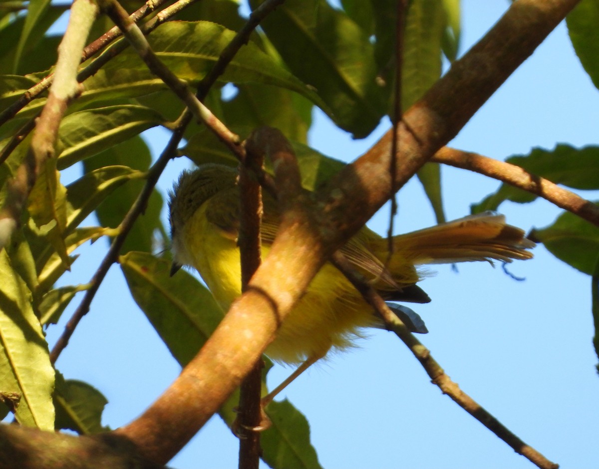 Yellow-bellied Warbler - ML527658081