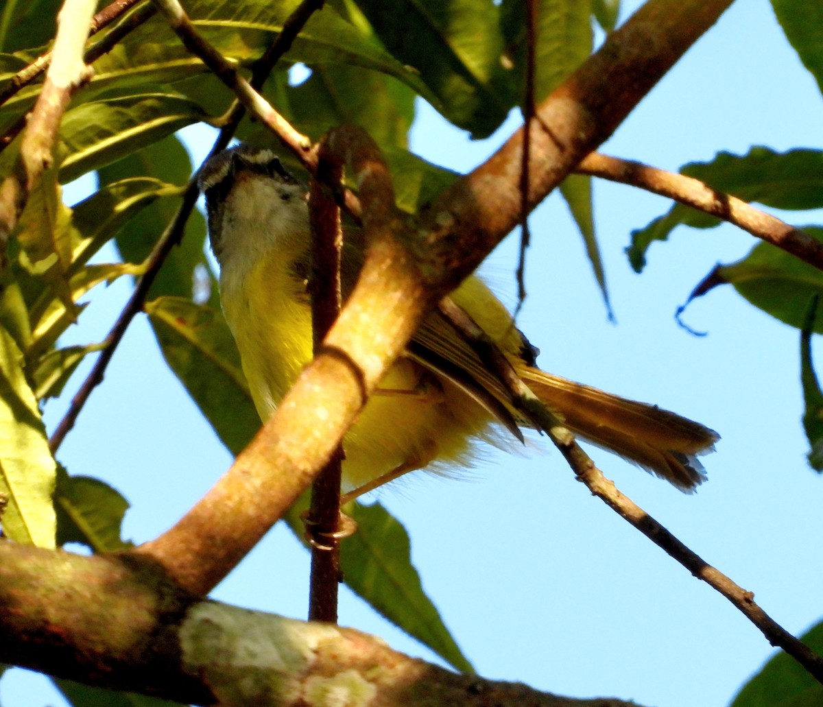 Yellow-bellied Warbler - ML527658131