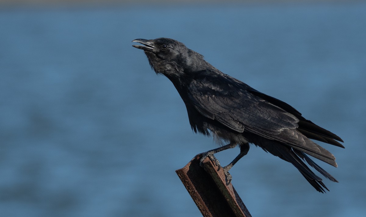 Fish Crow - Levi Plummer