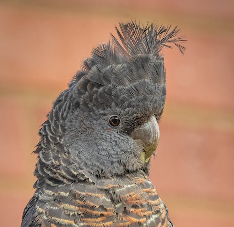 Gang-gang Cockatoo - eBird