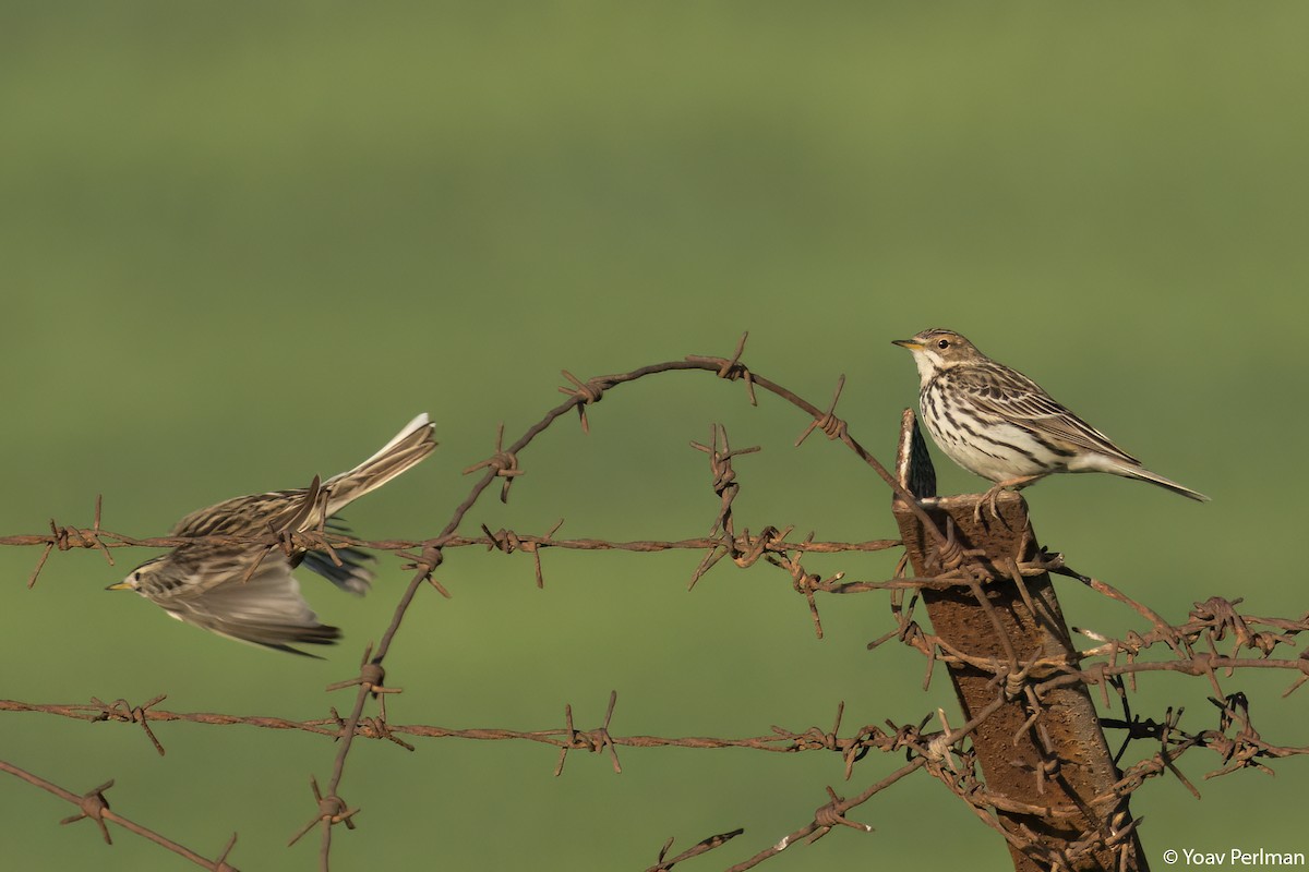 Red-throated Pipit - ML527661101