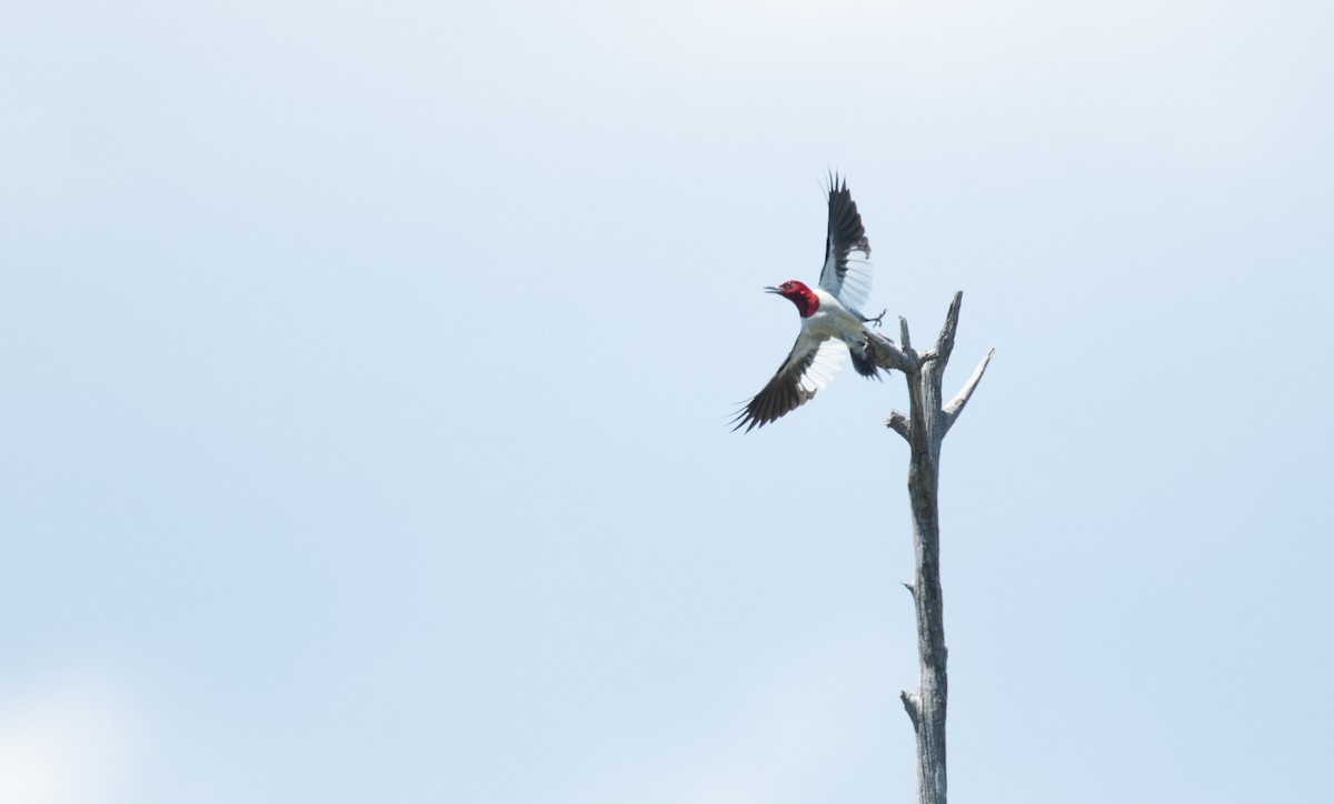 Red-headed Woodpecker - ML527661991