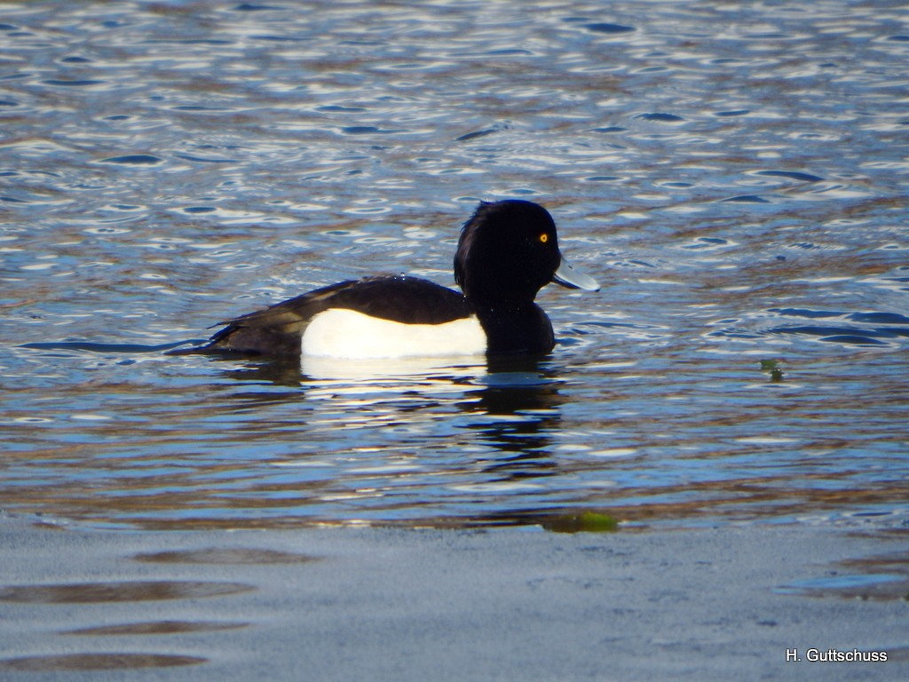 Tufted Duck - ML52766361