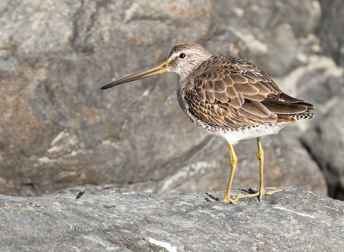 Long-billed Dowitcher - ML527665081