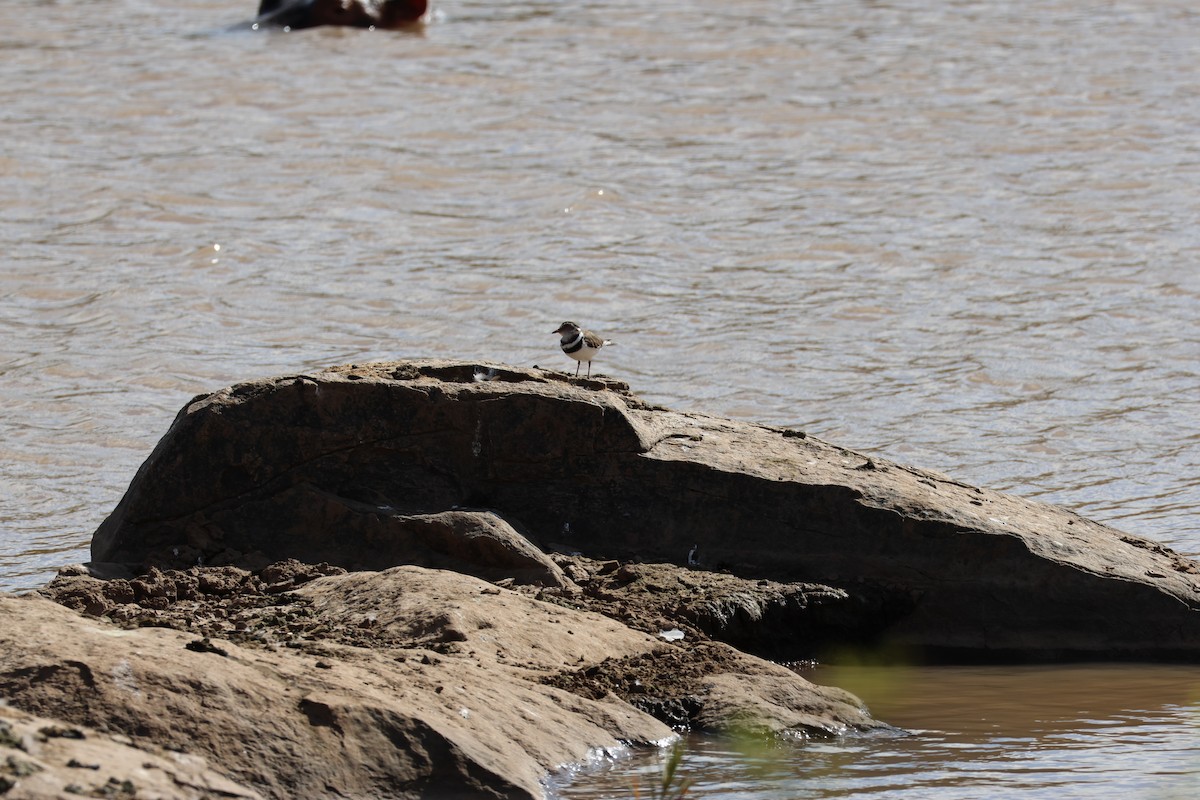 Three-banded Plover - ML527665341