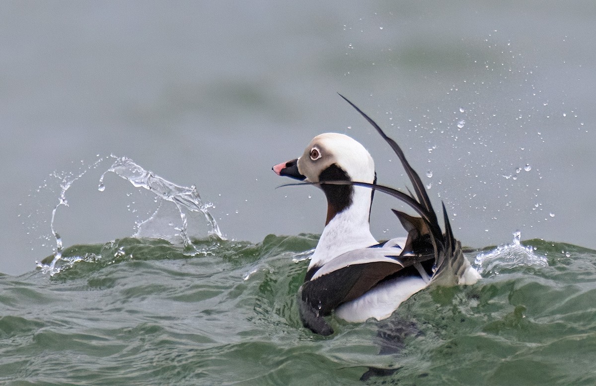Long-tailed Duck - ML527665371