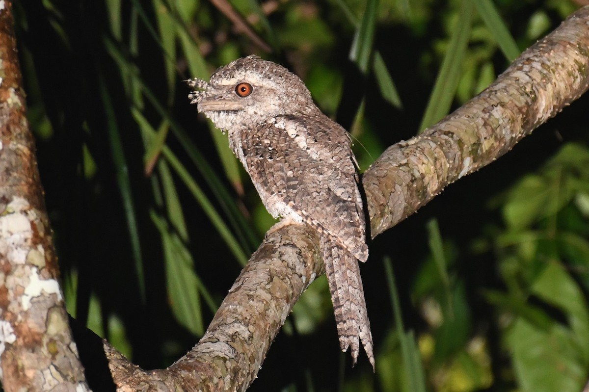 Marbled Frogmouth (Marbled) - ML527665471