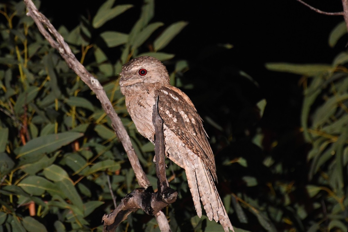 Papuan Frogmouth - ML527665531