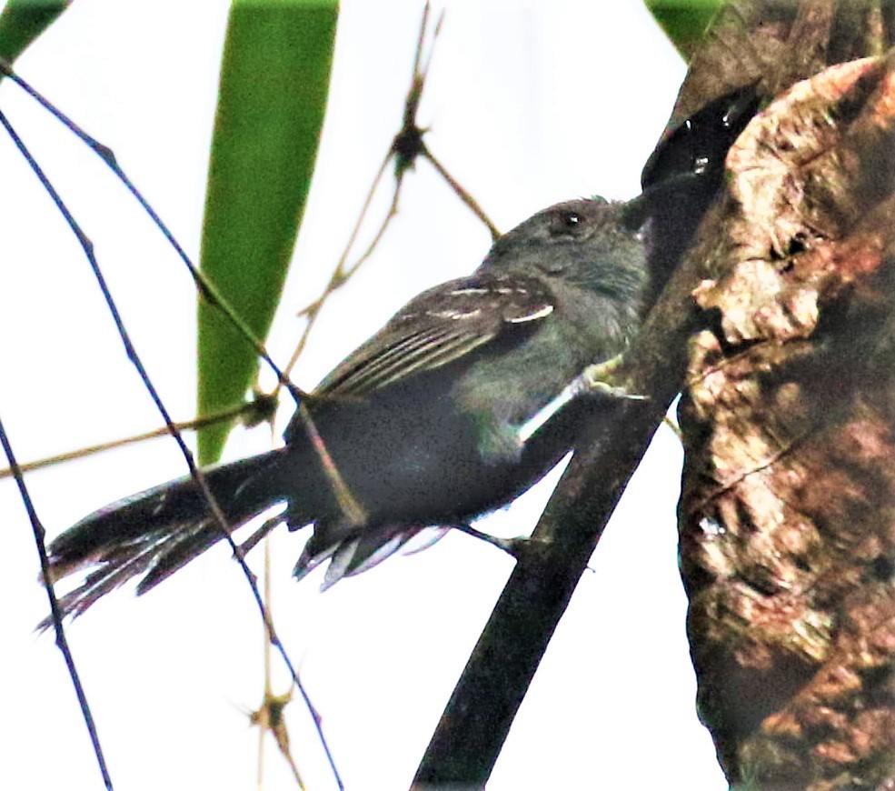 Rio de Janeiro Antbird - ML527666441