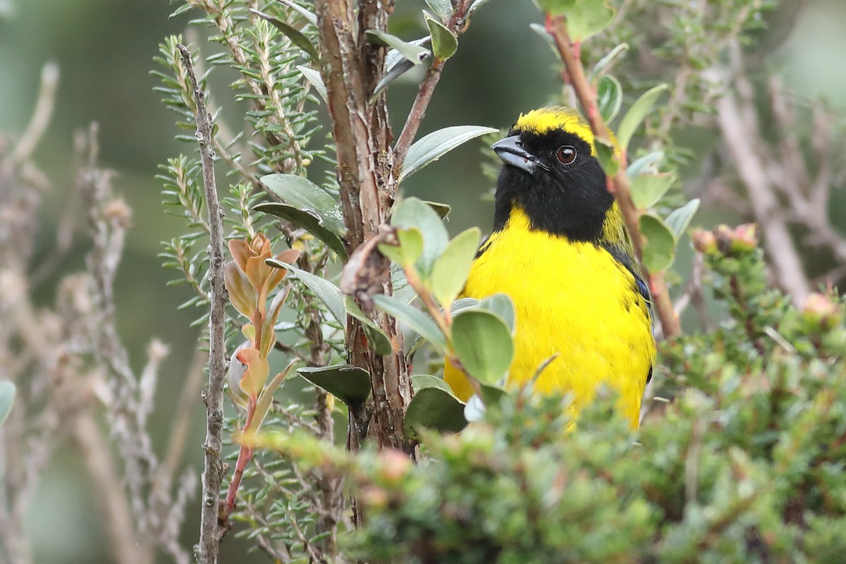 Masked Mountain Tanager - ML52766671
