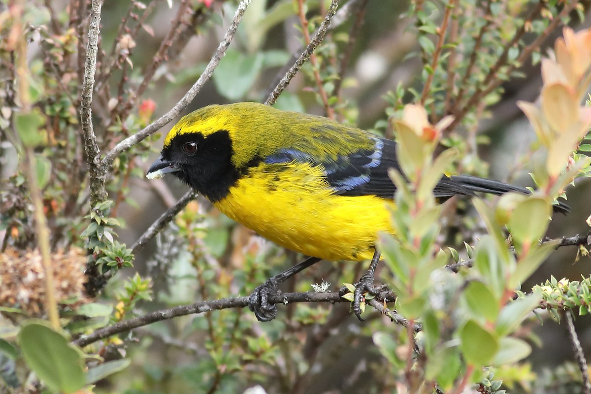 Masked Mountain Tanager - Graham Montgomery