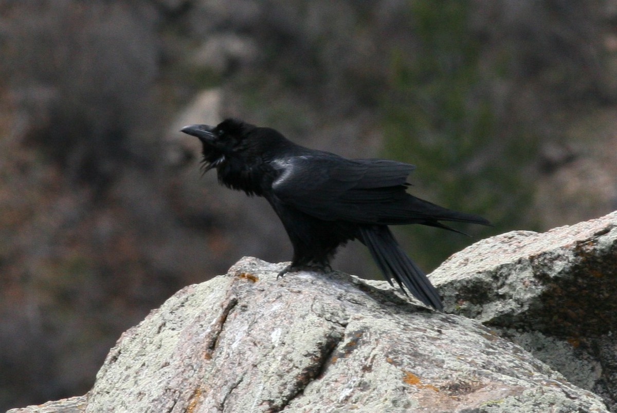 Common Raven - Margaret Viens