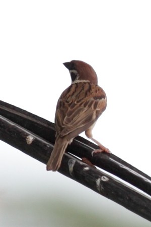 Eurasian Tree Sparrow - ML527669921