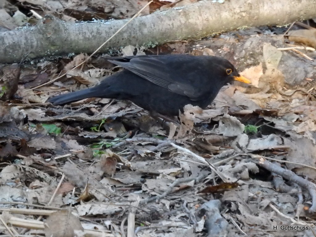 Eurasian Blackbird - ML52767051