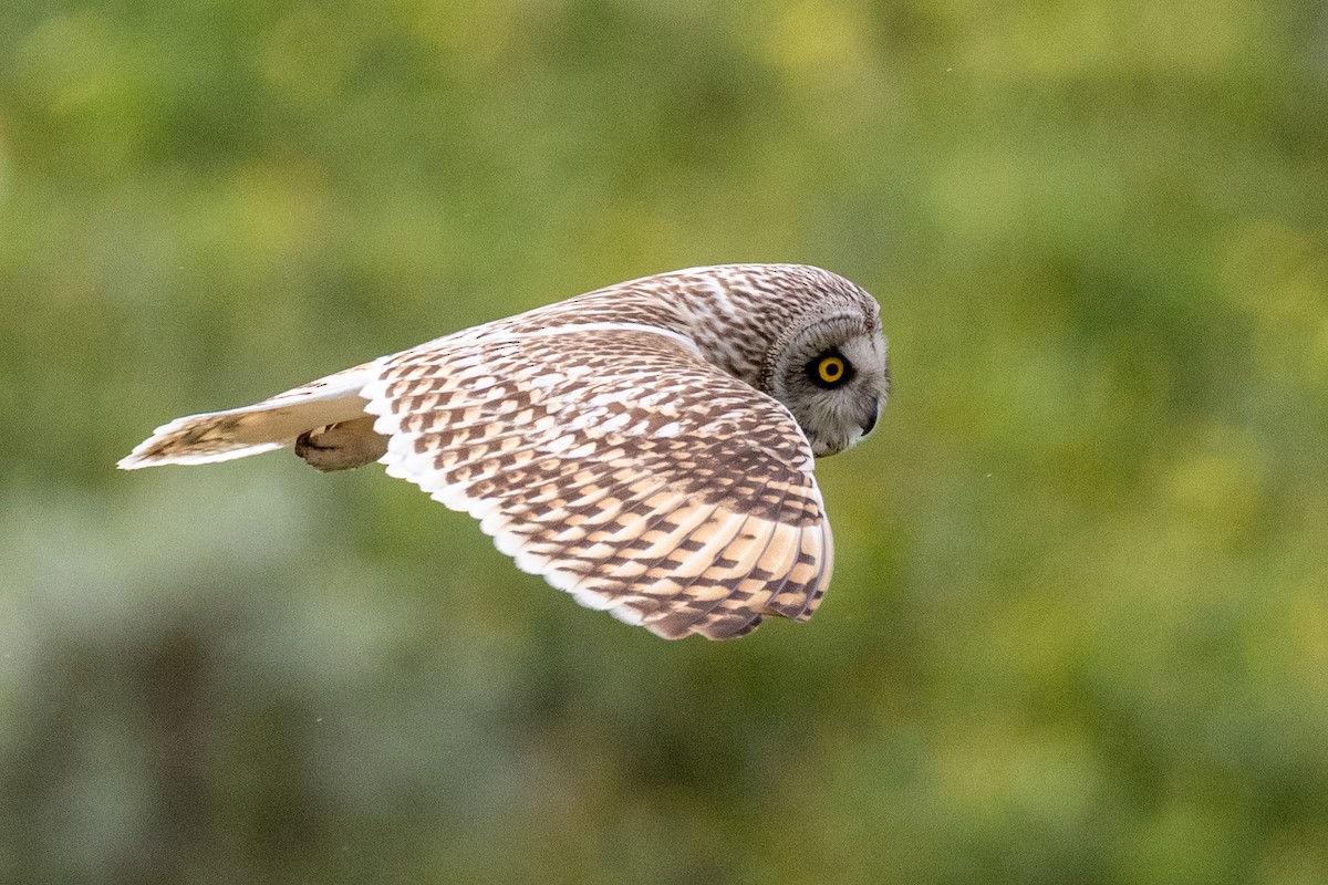 Short-eared Owl - ML527670621