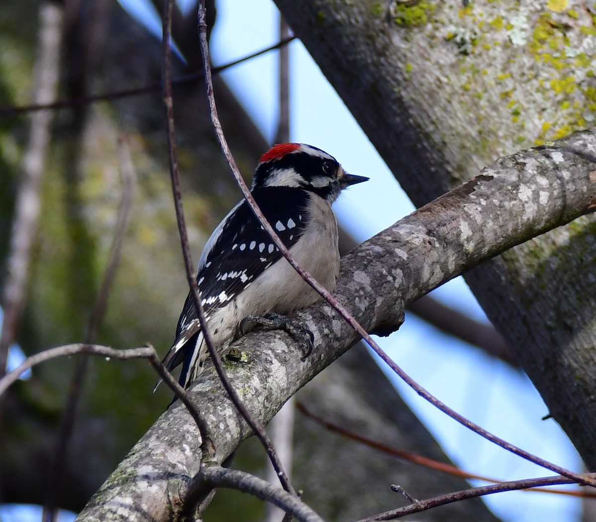 Downy Woodpecker - ML527671881