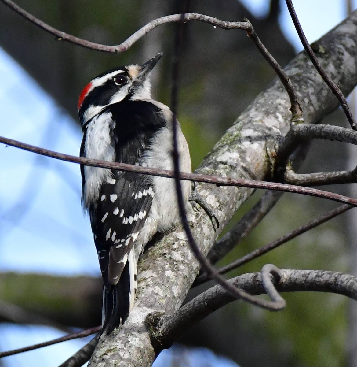 Downy Woodpecker - ML527671971