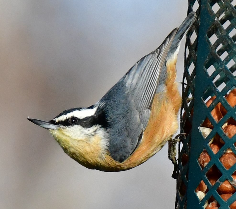 Red-breasted Nuthatch - ML527672101