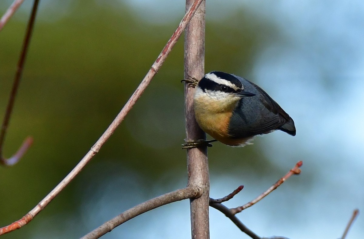 Red-breasted Nuthatch - ML527672181