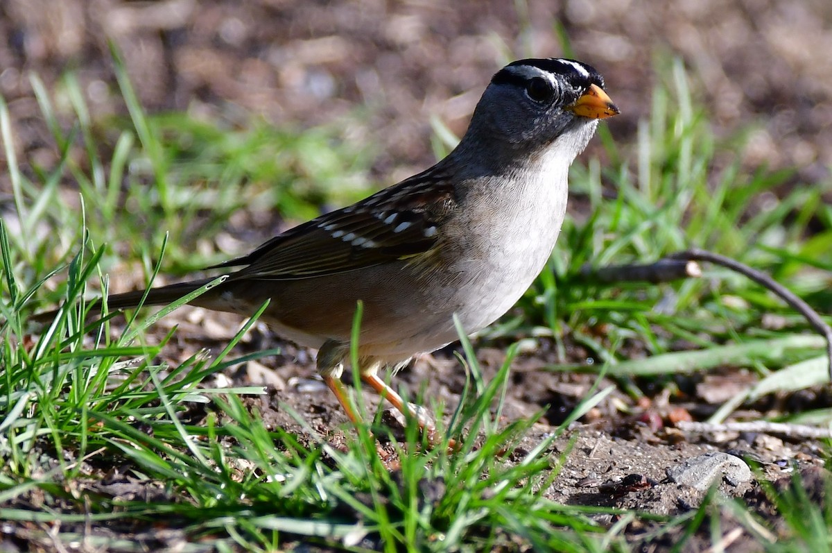 White-crowned Sparrow - ML527672731