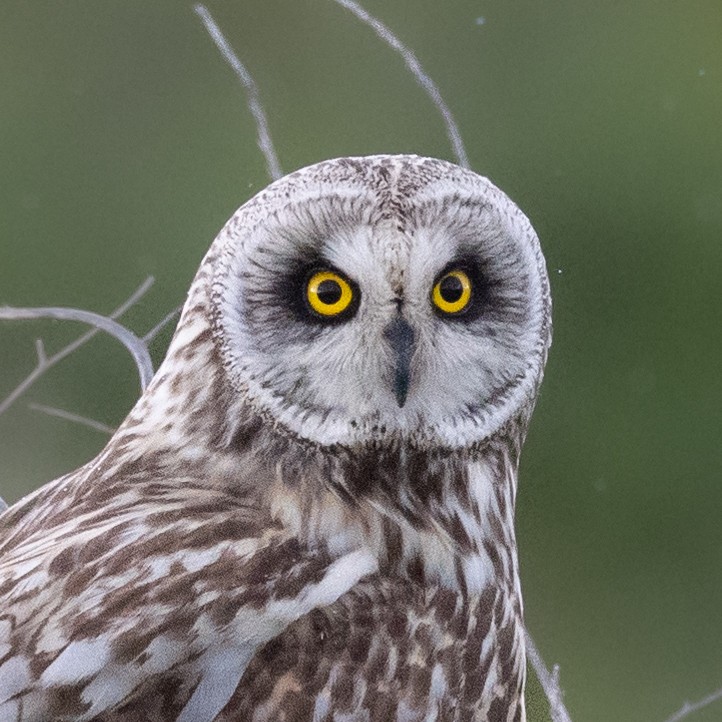 Short-eared Owl - ML527673681