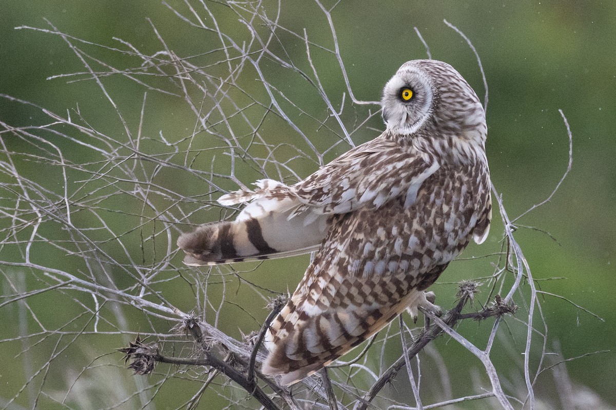 Short-eared Owl - ML527673861