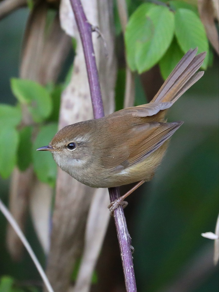 Brownish-flanked Bush Warbler - ML527675941